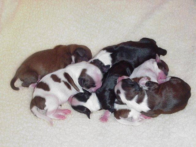 [Puppies]